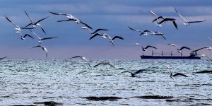 Martılar göğü, kışı, özgürlüğü selamladı