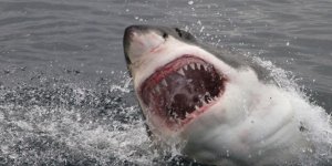 Karnından kayıp turistin alyansı çıktı