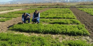 İki çeşit fiğ (vigo) tescillendi