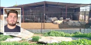 “25-30 koyunumuz çalındı, zararımız büyük”