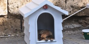 Girne'de sokak hayvanları için çalışmalar sürüyor