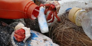 Yarım milyon keşiş yengeci öldürüldü