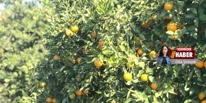 ‘Rekolte arttı ancak sektöre ilgi yok”