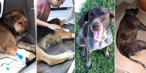 Kalkanlı’da köpek katliamı