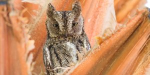 "Kıbrıs İshakkuşu" adında yeni bir kuş türü bulundu