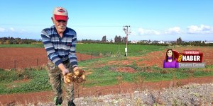 'İhracat olmazsa patates çöpe gidecek'