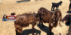 ‘350 bin Euro nereye harcandı, kaydı yok’