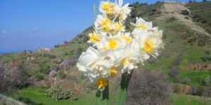 KIBRIS’TA NERGİS ZAMANI VE HÜZÜN YÜKLÜ NERGİS MİTOLOJİSİ