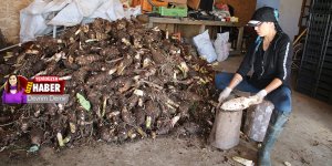 Yeşilırmak'ta hasat vakti