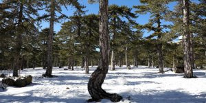 Güneyde sarı alarm