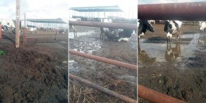 Ağıl bataklığa döndü,  vekil isyan etti