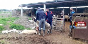 Karpaz’da ‘çiçek hastalığı’ kabusu:  100 hayvan can verdi