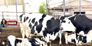 Süt üretimi % 30 azaldı