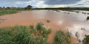 Tonlarca patates çürüyecek