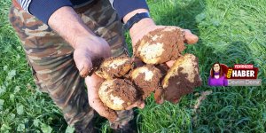 Güneyden kuzeye,  patates talebi