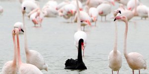 Tuz Gölü’nde kuğu masalı