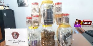 Yarım kilo esrar, 15 tutuklu