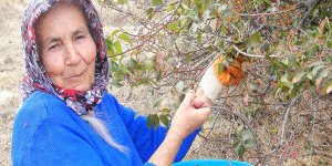 Kıbrıs Ovalarında yetişen yenilebilir doğal otları