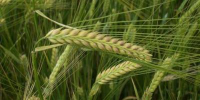 Çiftçiler Birliği, tahıl fiyatlarının yeniden düzenlenmesini istedi