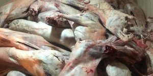 Lefke'de 3 ton kaçak et