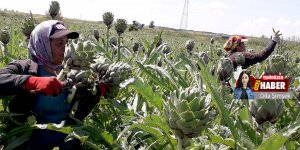 Rekolte düştü,  fiyat yükseldi