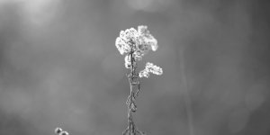 Siyasal/İdeolojik/Kültürel Kalıplar ve Ötesi..