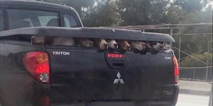 Bu nasıl yolculuk?!