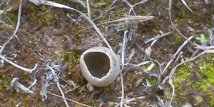 KIBRIS’IN MANTARLARI