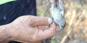 18 farklı türden 344 kuş ağlardan canlı kurtarıldı