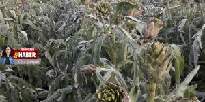 Enginarlar ‘dondu’  milyonlarca TL zarar