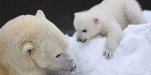 Dünya Kutup Ayıları Günü kutlu olsun!