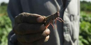 Çekirge istilasıyla mücadele için 100 bin ördek