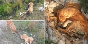 Terk edilmiş 30 köpek kurtarıldı