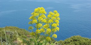 GAVCAR: Basitlik, Sadelik ve Yalınlık