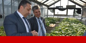 Kuzey Kıbrıs'ta yeni patates çeşitleri deneniyor