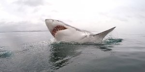 Eyvah, büyük beyaz köpekbalığı!