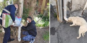 Lefke'de sokak hayvanları için mama kapları yerleştirildi
