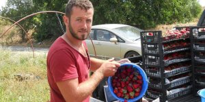 Çilek dalında kaldı