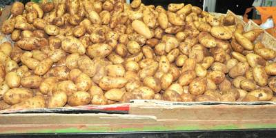 Güney 50 çeşit patates üretiyor