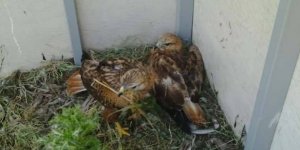 Dünyanın en büyük şahin türü ülkemizde de yaşıyor