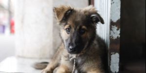 “Öldürmek çözüm değil, bırakın yaşasınlar”