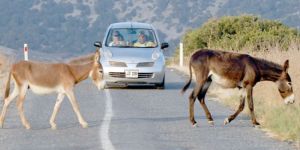 4 Aralık Dünya Yaban Hayatı Koruma Günü