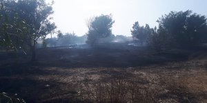 150 adet akasya ağacı yandı