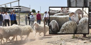 Koyun ve koçları, Bakan karşıladı