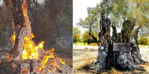 ‘Kral’ ağacı kaybettik, ‘Kraliçe’ kurtuldu