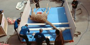 Ölen zürafa için bakanlık soruşturması