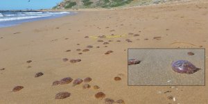 Denizanaları sahile vurdu