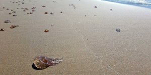 Akıntı ve fırtınadan dolayı karaya vuruyorlar