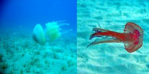 “Denizanaları aşırı arttı”