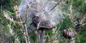 Çam kese böceğine karşı biyolojik savaş başladı